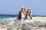 SHIH TZU 038